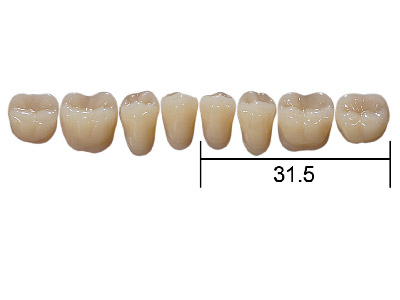 Kaili Posterior Lower 28° 32 A3.5 - Standard Image - 1