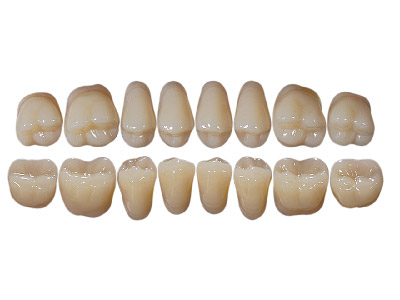 Kaili Posterior Lower 28° 32 A3.5 - Standard Image - 2